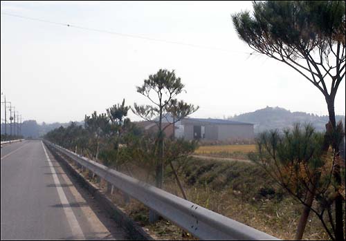 금산군 금성면 의총리∼도곡리 구간에 심은 소나무 가로수