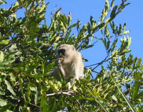 빅토리아 폭포 입구의 나뭇가지에서 열매를 먹고 있는 베르베트원숭이