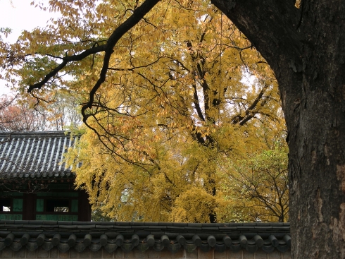 조선 전반부의 역사를 지켜낸 전주사고의 모습이 노란 은행잎 뒤로 보인다.