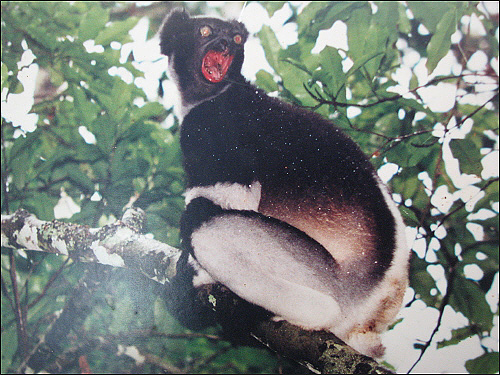 울고 있는 인드리 원숭이의 사진