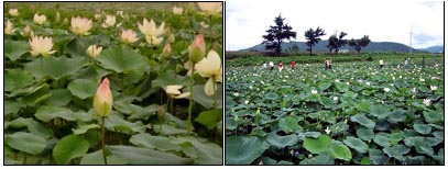 아름다운 자태를 드러내는 연꽃(왼쪽 사진). 사진기에 추억을 담아가는 관광객들의 모습(오른쪽 사진).
