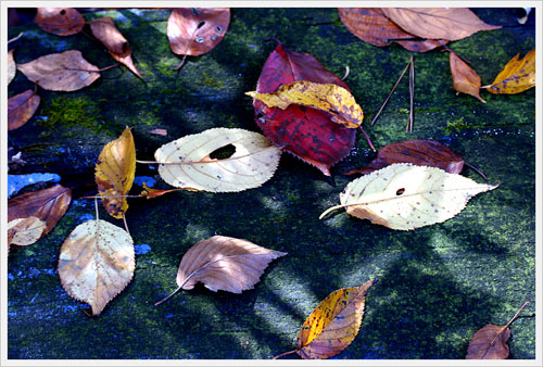 떨어진 낙엽은 하나하나 시가 되어 땅에 흩뿌리고