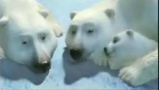 북극곰 세 마리