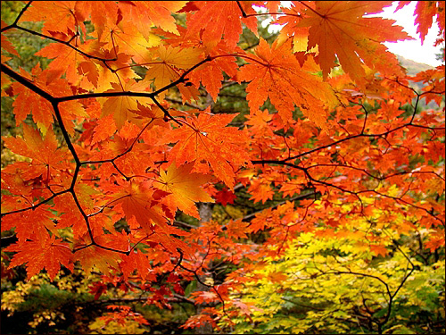 아름답게 물든 가을 단풍