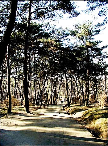 오붓한 느낌을 가득 안고 있는 융건릉의 소나무 숲길.