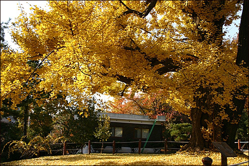 선정릉 제실 근처에 있는 은행나무가 가을의 기운을 맘껏 발산하고 있다.
