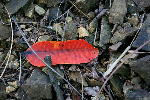 붉은 단풍잎 하나 철길위에 놓여있다.