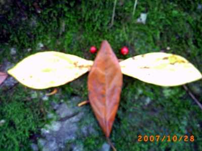   나뭇잎과 빨간 열매로 만들어 본 나뭇잎 새