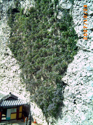 마이산 탑사의 절벽에는 능소화가 하트 모양으로 붙어 있었습니다. 마치 이루지 못한 사랑을 간절히 바라기라도 하듯이. 