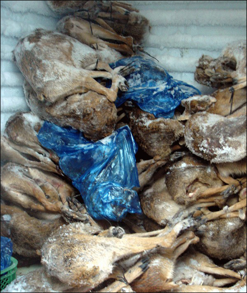 경남 거제시가 농작물 수확기인 지난 8~10월 사이 ‘거제시 유해동물 피해방지단’을 운영해 고라니 334마리와 멧돼지 10마리를 포획했다. 사진은 대형 냉장고에 들어 있는 야생동물의 모습.