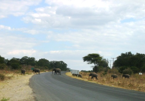 보츠와나 세세 마을의 정류장 앞 도로를 한줄로 건너는 코끼리 떼