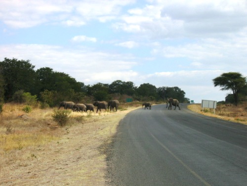 세세 마을의 정류장 앞 도로에서 수컷 코끼리가 맨 뒤에서 건너는 모습