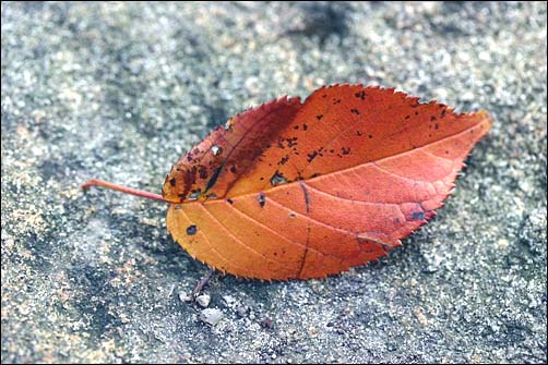 바람에 갓 떨어진 낙엽, 저 낙엽도 말라갈 것이다.