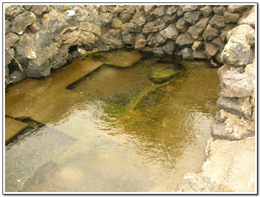 샘물에서 솟아나는 맑은 담수가 해수와 섞여 최적의 환경을 만든다.