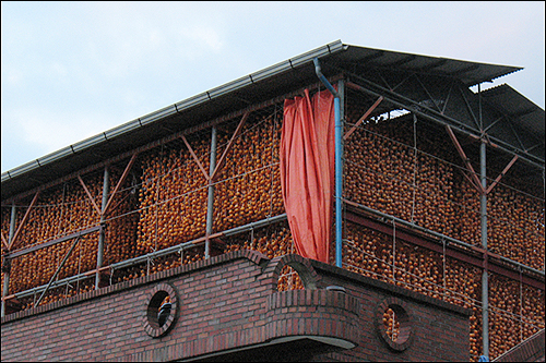 건물 옥상에 지은 건조장에 매달아 놓은 곶감들이 한 폭의 그림을 연출하고 있다.(용두공원 근처)