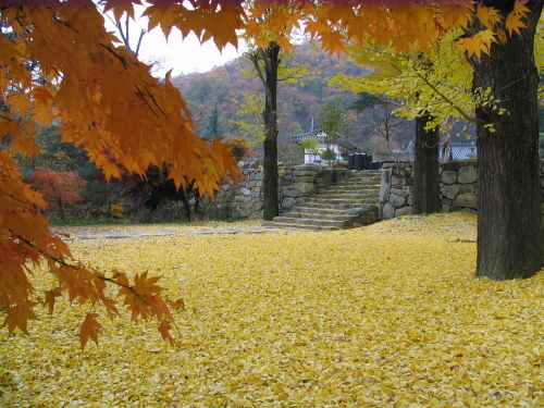 노란 은행잎이 융단처런 깔린 수다사 경내. 커튼처럼 드리워진 붉은 단풍이 가을의 멋을 제대로 보여주고 있다. 