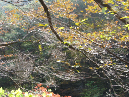계룡산 하신리쪽의 가을 풍경 
