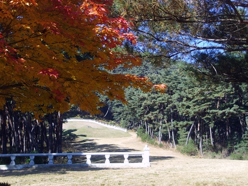  멀리 장군의 묘역이 보입니다. 이 단풍나무가 없다면 계절을 알 수 없겠지요? 