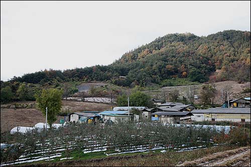 사과농원의 주변 풍경 산은 단풍으로 물들고 사과밭은 사과로 붉게 물들어있다.