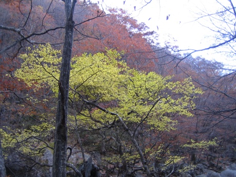 삼홍소 황단풍 삼홍소를 지키는 황단풍의 자태