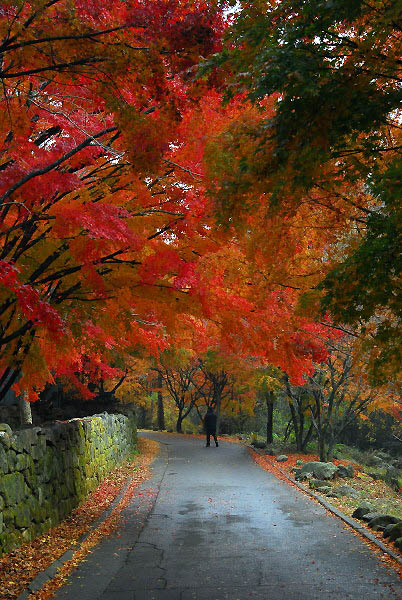 금산사 단풍의 보물창고, 모악산 등산로 입구. 천왕문 곁으로 난 모악산 오르는 길은 빨간 단풍으로 터널을 이루고 있다.