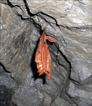 11월 19일 쇠꼬지 동굴에서 발견된 황금박쥐.11월 하순이면 황금박쥐는 동면에 들어간다. 촬영해도 황금박쥐의 동면에 큰 지장은 없다며, 촬영 허락하에 조심스럽게 촬영했다.