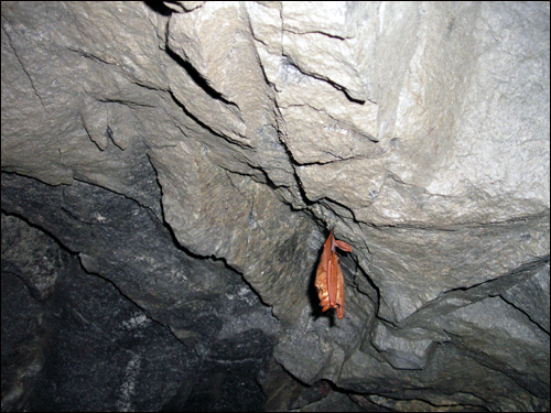 황금박쥐는, 조복성박쥐 또는 오렌지윗수염박쥐 등으로 불리운다. 귓바퀴가 비교적 길고 삼각형이며 이주는 가늘고 끝이 뽀족하거나 뭉특하다. 실제 동굴속에서 관찰한 결과는 '황금색'을 띄고 있었다. 사진 이미지는 조금 붉게 나온듯 하다.