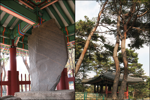  원각국사비(보물 제534호)와 소나무 연리지.