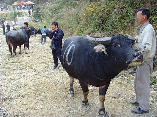 묘족에게 소싸움 또한 명절 때 그냥 넘겨서는 안 되는 전통행사다. 레이산 일대에서 키우는 소는 대부분 물소로, 싸움소는 전문적으로 키워져 2살에 이르면 소싸움에 투입된다.