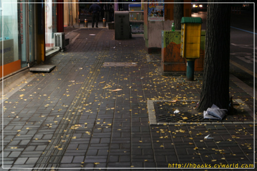 몇 해 앞서 밤나절, 술에 절어 택시를 타고 집으로 돌아가는 길에, 택시기사 아저씨가 노란 은행잎 떨어진 길을 보며, "금비가 내린다"고 읊던 이야기가 떠오릅니다.