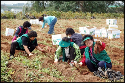 휴경지사업으로 밭에서 고구마를 수확하고 있는 새마을부녀회원들