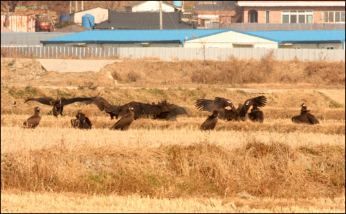 마산창원환경운동연합 시민생태조사단은 25일 마산시 진북면 지산리 하천 부근 논에서 독수리떼를 발견했다고 밝혔다.