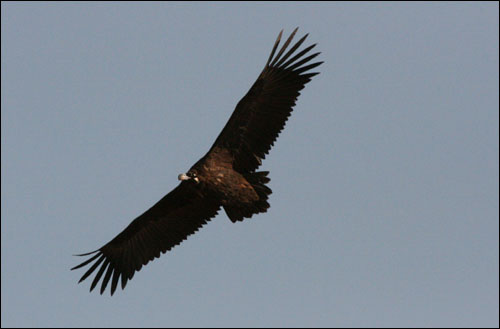 독수리는 날개를 편 길이가 3미터나 되는, 우리나라에서는 가장 큰 새다.