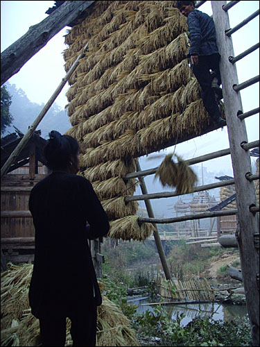 다 익은 볍쌀을 거두는 한 부부. 잔리촌에서 부부는 가장 이상적인 작업 파트너다.
