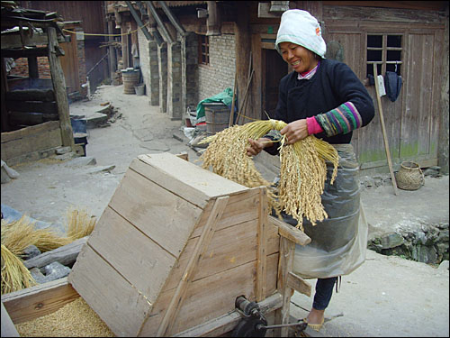 전통적인 방식에 따라 볍쌀을 고르는 여인. 일부 현대문명의 생활이기를 제외하고 잔리에서의 작업 방식은 수백여 년 동안 변한 것이 없다.