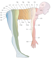 사람의 척추는 목뼈 7개, 가슴뼈 12개, 허리뼈 5개, 엉덩이뼈 5개로 구성되는데, 그 사이사이로 신경이 빠져나간다. 기호는 목신경c, 가슴신경T, 엉덩이신경S을 의미한다.