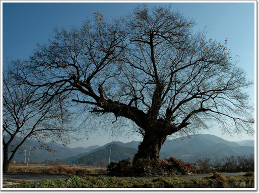 마을길 가운데 자리잡은 버드나무, 성황산에서 이 나무를 바라보며 풍류를 즐겼다. 