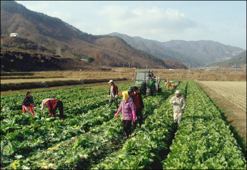 봉정마을은 사방이 산으로 둘러싸인 탓에 산골 외딴마을이다. 이 마을 주민들이 김장용 배추를 수확하느라 분주한 오후 시간을 보내고 있다.