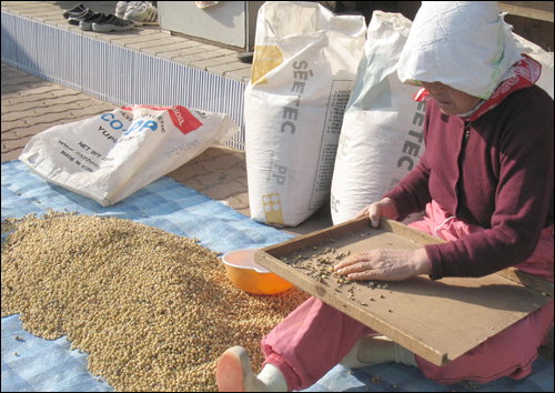 봉정마을 풍경. 늦가을 햇살 아래서 한 아주머니가 메주 만들 콩을 고르고 있다.