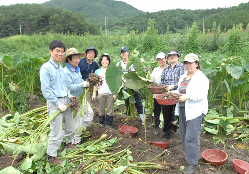지난 8월 농촌 일손을 돕기 위해 마을을 찾은 산자부 직원들이 토란 수확작업을 하다가 기념사진을 찍었다. 