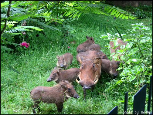 빅폴 시내. 워톡 가족이 자유롭게 돌아다니고 있다. 워톡은 혹멧돼지라고도 불리는데 영화 라이온킹에서 심바의 친구 워톡으로 등장했다.