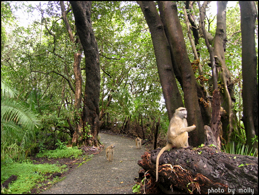 폭포의 물안개를 먹고 자라는 식물들이 울창한 숲을 이루고 있다. 산책길의 원숭이들은 사람이 지나가도 개의치 않고 산책로를 걷고, 나무에 앉아서 지나가는 사람들을 바라본다.