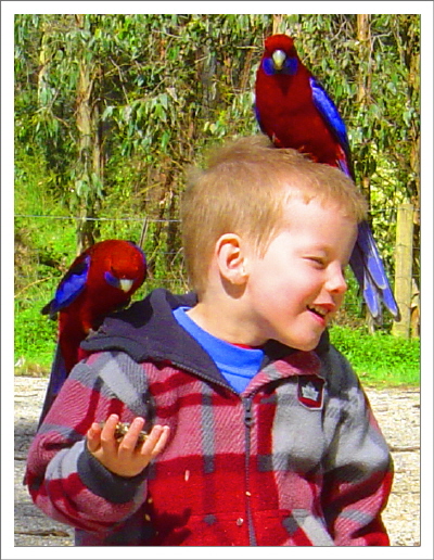 덴데농 숲 속에서 크림손 로젤라 앵무새와 놀고 있는 어린이
