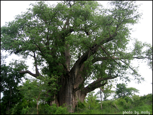 바오밥 나무. <어린왕자>에서는 뿌리로 별에 구멍을 뚫는 무시무시한 나무로 나오지만 아프리카에서는 신성한 나무로 여겨서 구멍을 뚫고 사람이 살거나 시체를 매장하기도 한다고 한다.