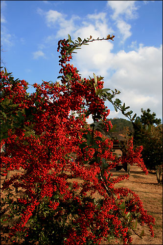 피라칸사스의 붉은 열매가 유혹한다. 