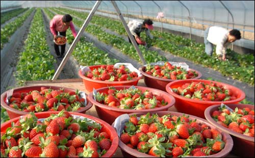 지난 11월부터 수확에 들어간 박씨의 딸기하우스. 딸기 출하량이 많지 않은 시기에 따서 높은 소득을 올리고 있다.