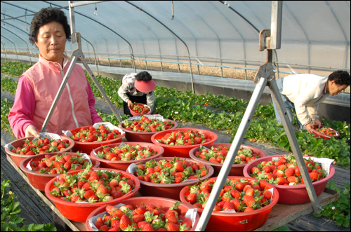 박씨의 부인 이옥순씨가 출하할 딸기를 수레에 싣고 있다. 이 딸기는 가까운 공판장으로 나간다.
