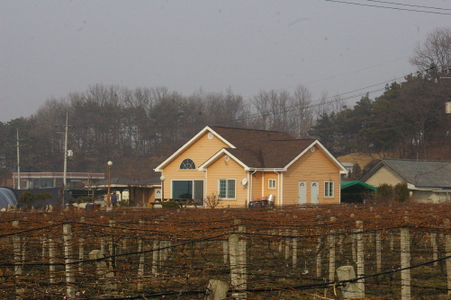 원두막(?) 포도밭 끝자락에 세워진 자택은 흡사 그 옛날 원두막을 연상케 한다. 고병국 농민회장은 포도 서리를 당해도 좋으니 그런 아이들이라도 마을에서 보았으면 좋겠다는 씁쓸한 말을 해주었다. 