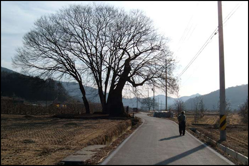 산업곤충연구소 가는 길에 큰 느티나무가 있는 마을 앞을 지나가는 할아버지 뒷모습, 퍽 정겹지요?