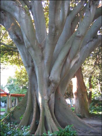 컴퍼니가든에 있는 특이한 생김새의 나무